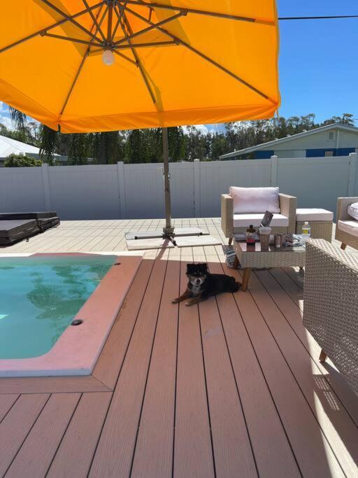 New Dog Paradise - Near The Beach Img & Downtown Bradenton Esterno foto